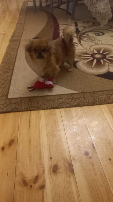 Собаки: Пудель, 5 месяцев, Самец, С прививками, Самовывоз — 2