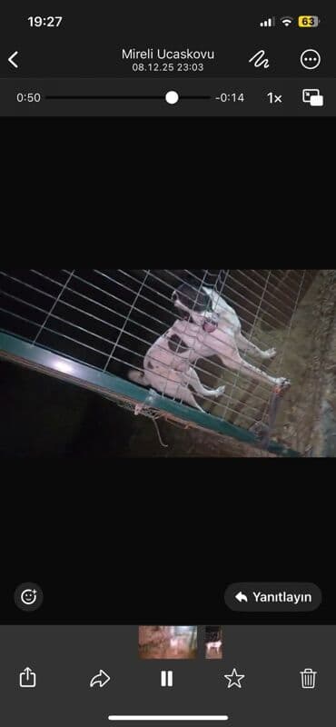 itlərin satışı: Alabay, 2 il, Erkek — 1