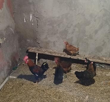 Keçilər, çəpişlər: Toyuq, Damazlıq — 2