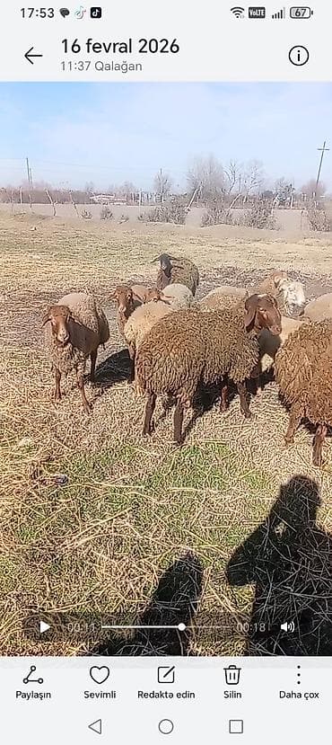 qoyunlar: Qoyun sürüsü – ətlik/südlük yönümlü yerli ci16 baş quzuzd - — 1