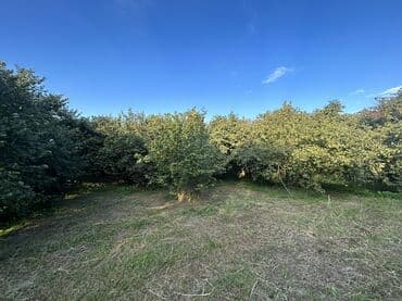 xacmazda findiq bagi satilir: Kənd təsərrüfatı — 3