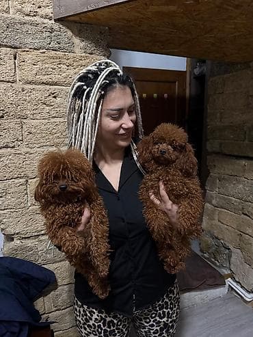 it az: Pudel, 2 ay, Dişi, Peyvəndli, Ünvandan götürmə — 9