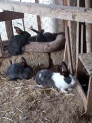 karlik dovşanlar: Dovşanlar bala və böyük — 3