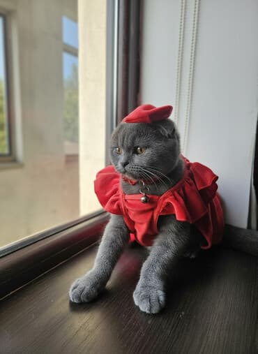 Boşqablar: Britan yastı qulaq, Dişi, Ödənişli çatdırılma — 1