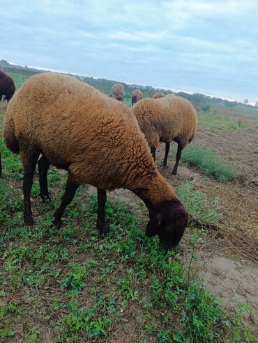 электрическая машинка для стрижки овец: Qala sehlerdi bogazdilar birinci qarina bogazdilar — 4