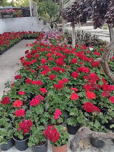 gubre: Saksıda sardunya (geranium) çiçəkləri - Növ: Pelargonium (sardunya) – — 2