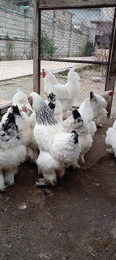 qus dami: Toyuq, Brama, Damazlıq — 2