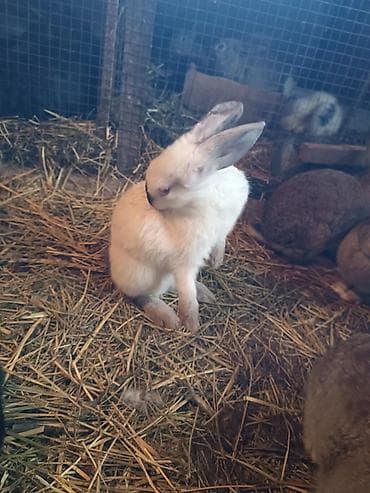 xamyak qefes: Satılır: Ev şəraitində yetişdirilən dekorativ/ferma dovşanları — 8