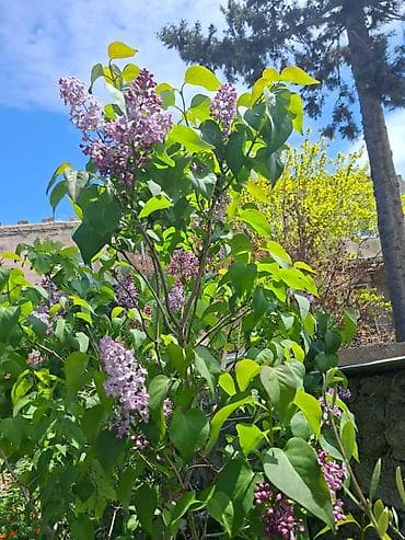benovşe: Bənövşəyi yasəmən kolları (Syringa vulgaris) bənövşə gülləri dəstə ilə — 1