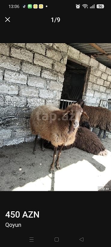 qoyun sortlari: Salam temiz damazlıq heyvanlardır. Toğlu 1 yaşı var qoyun sürməsinə — 10