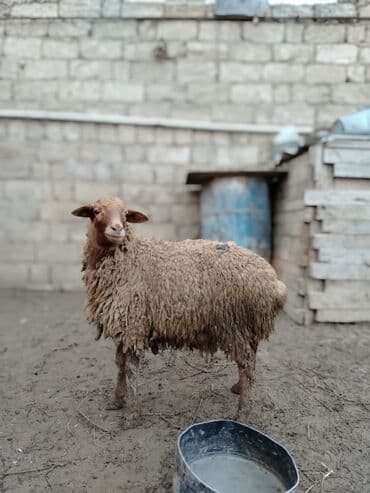 Inəklər, öküzlər: Quzular satilir — 2