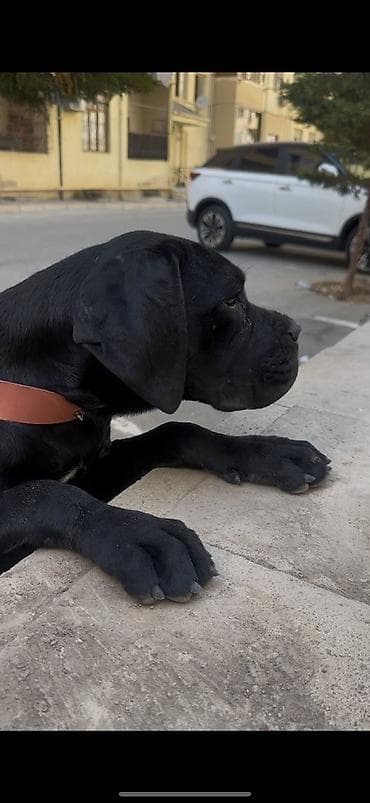 cins itler: Kane-Korso, 10 ay, Dişi, Sənədli — 1