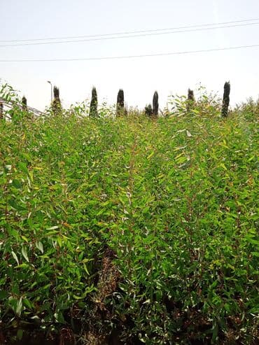 Все для дома и сада: Salam . Türk evkalipt ağacılari satişda var say çoxdur . topdan — 4