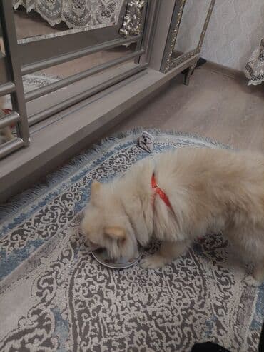 afcarka dişi: Şpitz, 1 il, Dişi, Peyvəndli, Ünvandan götürmə — 3