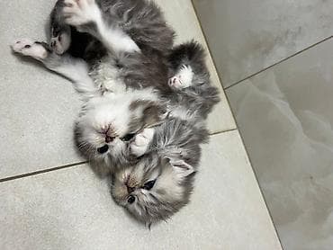 Gözəl, tüklü balaca pişiklər – boz-ağ rəng çalarlarında, yumşaq uzun