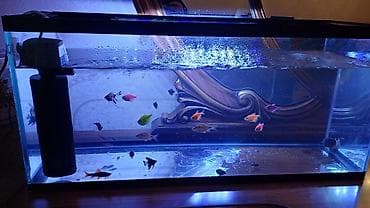 akvaryum satış: Boş, 30 l, Ödənişli çatdırılma — 5