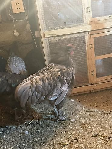 coban iti satilir: Məhsul: Safqan xoruzlar Təsvir: - Şəkillərdə müxtəlif rəngli, iri — 6