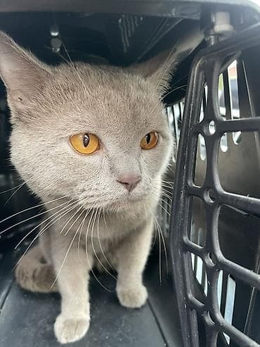 Boz rəngli ev pişiyi – qısa tüklü, bal rəngli gözlü Məhsul təsviri: -