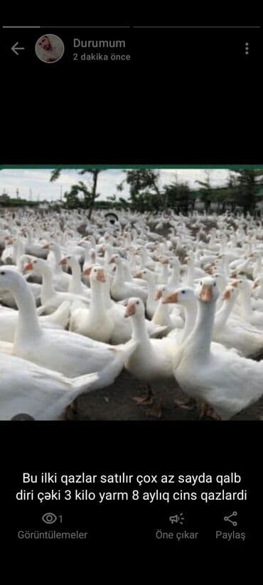 большая клетка для попугая: Cins qazlar – iribuynuz ağ rəngli - Növ: cins ilki qazlar - Yaş: 8 — 1