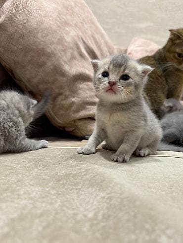 munchkin pişik: Britan, Erkək, Dişi — 7