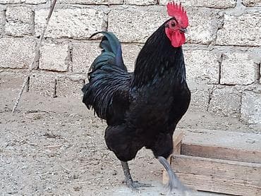 detoxic qurd dermani: Alman cinsi olan həm ətlik həmdə yumurtalıq astralop toyuqlarının — 7
