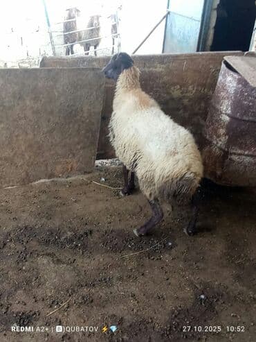 dovşan yemi: Qoyun – yerli təsərrüfatdan - Növ: ehtimalən yerli qaragül/qarabaş — 1
