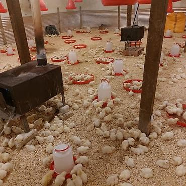 yaponka toyuq: Toyuq cücələri, Ətlik — 5