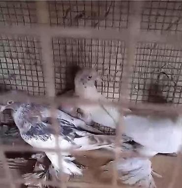 goyercin satışı: Dort eded iri lelekli qus satilir bir anadir iki bala olar kekilsizdir — 4