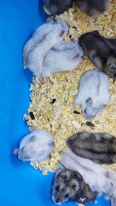 it balaca: Dwarf hamster balaları – müxtəlif rənglər - Növ: cırtdan — 2