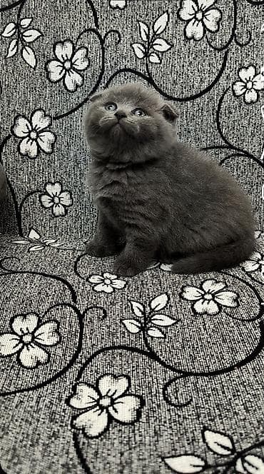 ev quslarinin satisi: Шотландская — 4