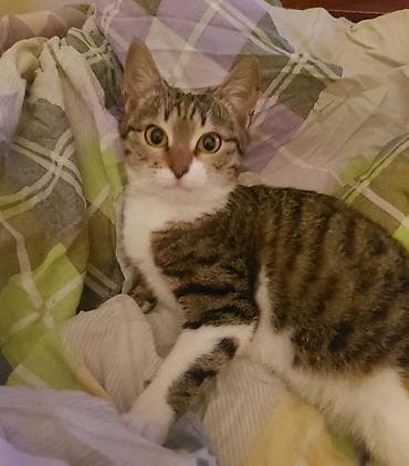 В добрые руки, Самовывоз