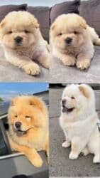 купить щенка чау чау: Чау-чау — 1