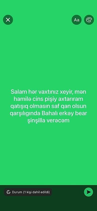 Heyvanlar üçün mallar: Şinşilla, Erkək, Yaxşı əllərə — 2