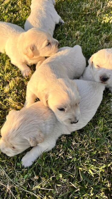 golden retriever qiyməti: Retriever, 1 ay, Erkek, Ünvandan götürmə — 2