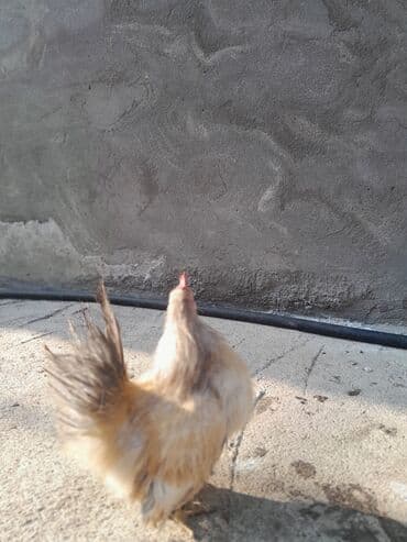 cuce ve xoruz temsili: Serama satılır tək oldugu ücün bu qiymətə qoyulub — 3