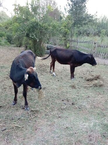 американский плоскоухий членистоногий когтеступ: Digər heyvanlar — 3