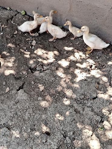 qaz ördək satışı: Satılır: ağ rəngli ördək balaları (təxminən 6 baş) - Cins: yerli ağ — 2