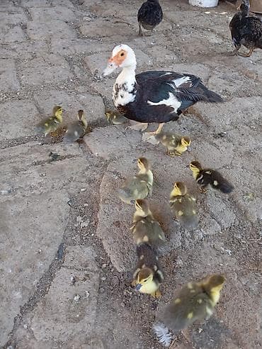 Cins lal ördək, zümrüdü lavanda,11 dənə7 günlük razılaşma yolu ilə lalafo.az -da Cins lal ördək, zümrüdü lavanda,11 dənə7 günlük razılaşma yolu ilə