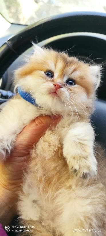 pişik pişik: Şotland — 2