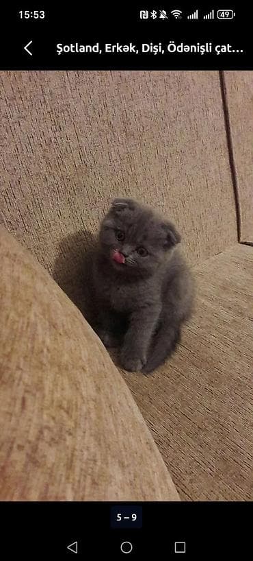 it bala: Şotland yastı qulaq — 3