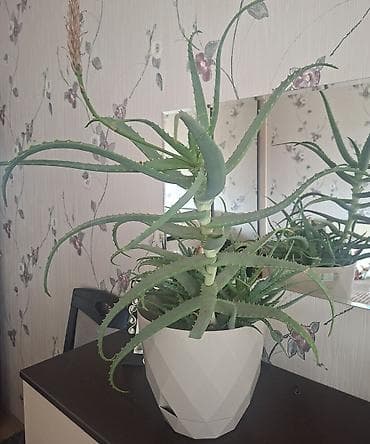 Otaq bitkiləri – 2 ədəd: 1) Aloe vera (sukulenti) – iri ölçülü lalafo.az -da Otaq bitkiləri – 2 ədəd: 1) Aloe vera (sukulenti) – iri ölçülü