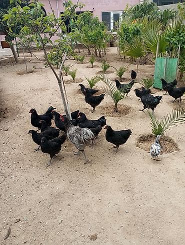 balaken heyvan satisi: Toyuq, Yumurtalıq — 3