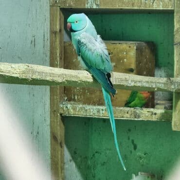 Akvariumlar: Növ: Hind halqalı tutuquşu (Psittacula krameri) – mavi-yaşıl rəngli — 4