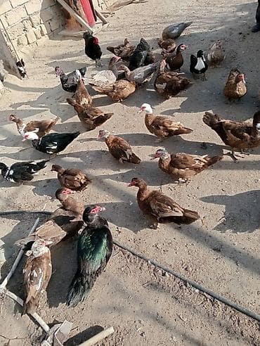 lal ördek balasi: Lal ördəklər,cavandılar.Alıcılar nömrə ilə əlaqə saxlasın — 2