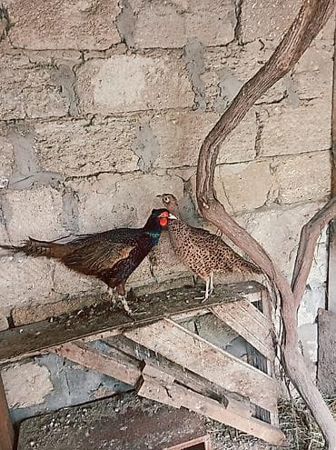 Qırqovul cütü – erkək və dişi Yumurtlayan,tam saglam. Təsvir: - Növ — 3