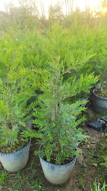 ev gulleri sekilleri: Leylandira agaci sifariş üçün əlaqə saxlaya bilərsiz whatsapp aktivdir — 1