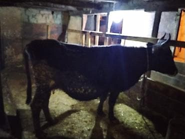 Gəmiricilər: Inek qısırdı barter var balalir ineklər — 1