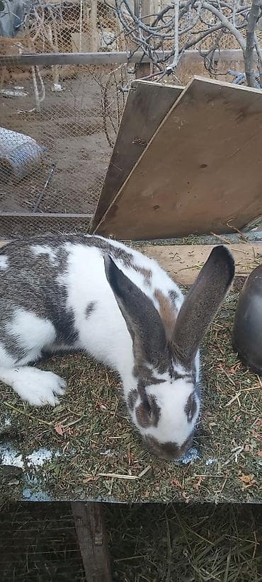 Atlar: Təmiz kaliforniya dovşan balaları — 8