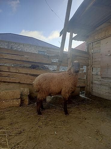 Птицы: Erkək quzu yağlı quzudu esl qurban kesmey ozunuz ucun kesmey — 1