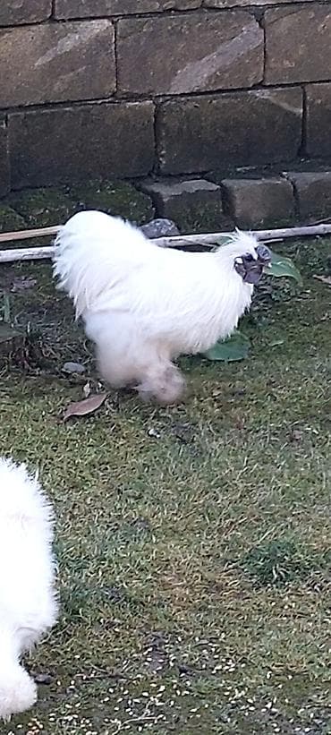 Akvariumlar: Pompom toyuqlarin mayali yumurtasi unvan lenkeran — 1